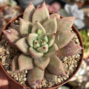 Echeveria Agavoides Psyche