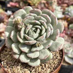 Echeveria Clara