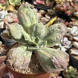 Echeveria Cartucho (carunculada)