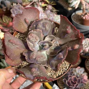 Echeveria Cronos (carunculada)