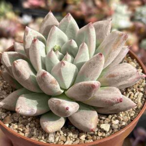 Echeveria Seven Nights