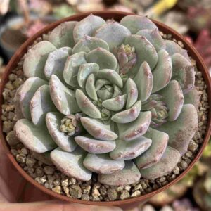 Echeveria Clara