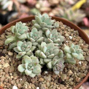 Colonia Sedum Perezdelarosae