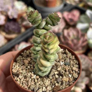 Crassula Perforata Variegada