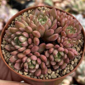 Colonia Sedeveria Pink Ruby