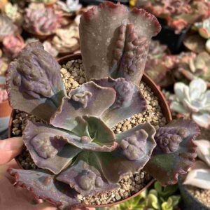 Echeveria Cronos (carunculada)