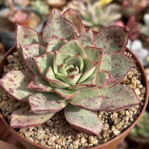 Echeveria Paso Doble