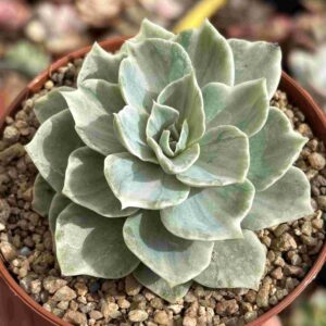 Echeveria Silver Queen Variegada