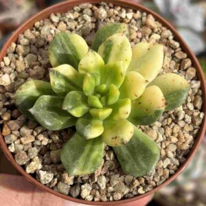 Echeveria Agavoides Jade Point Variegada