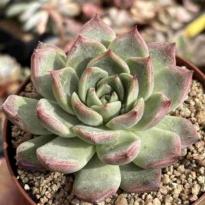Echeveria Agavoides Floridity