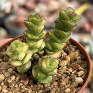 Crassula Perforata Variegada