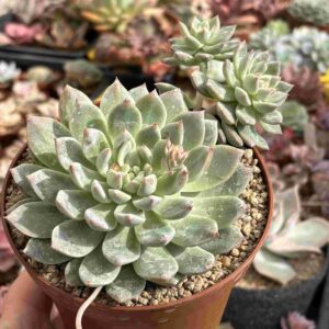 Echeveria Pink A