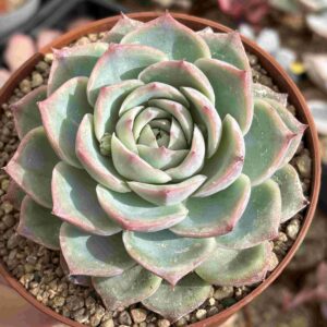 Echeveria Silhuette