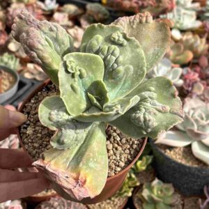 Echeveria Cartucho (carunculada)