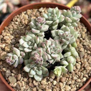 Colonia Sedum Perezdelarosae
