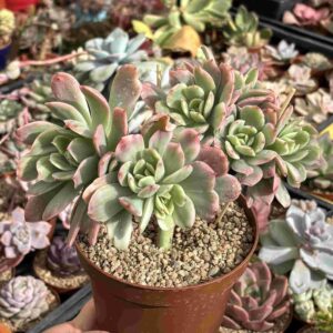 Colonia Echeveria Luella Variegada