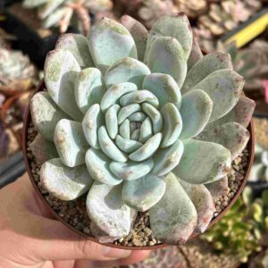 Echeveria Monroe