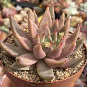 Echeveria Agavoides Psyche (pequeñas raices, XL)