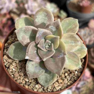 Graptopetalum ‘Purple Delight’ Variegada