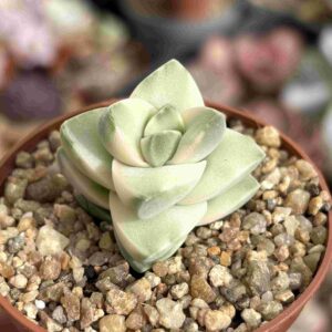 Crassula Moonglow Variegada
