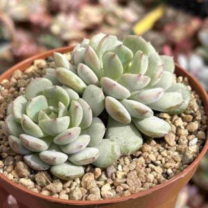 Echeveria Painted Laidy