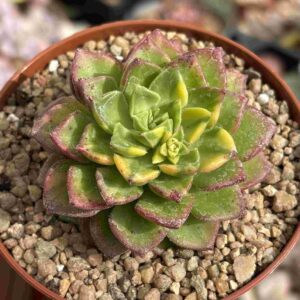 Sedeveria Leticia Variegada
