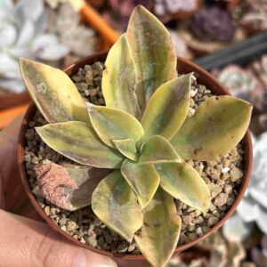 Echeveria Metallica Variegada