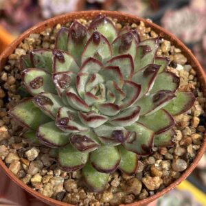 Echeveria Pulidonis (carunculada)