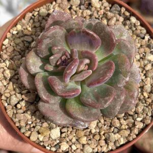 Echeveria Dentra Jam Variegada