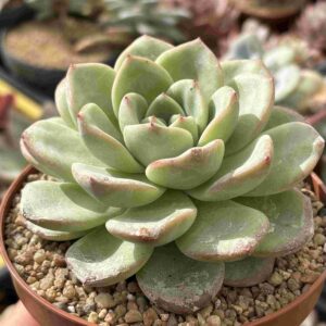 Echeveria Amabille (XL)