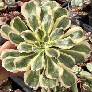 Aeonium Zeus (XXL)