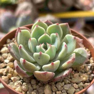 Echeveria Sitifukumiana (talla S)