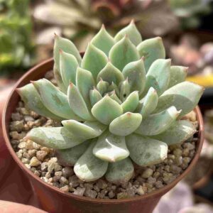Echeveria Tippy (talla S)