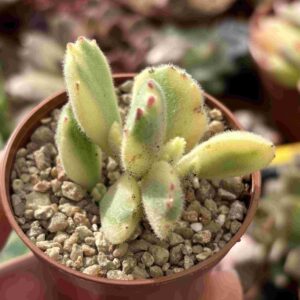 Cotyledon Tomentosa Variegado (talla S)