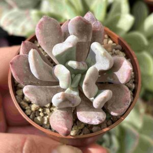 Echeveria Cupido (talla S)