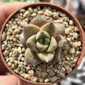 Echeveria Dionysos (talla S)