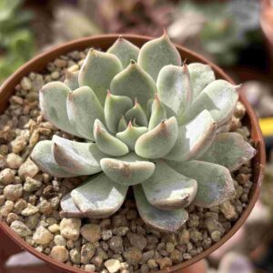 Echeveria Texensis (talla S)