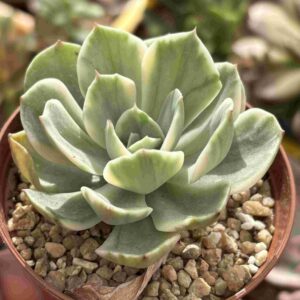 Echeveria Decain White Variegada
