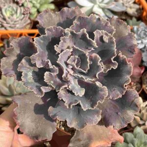 Echeveria Nebula (carunculada)