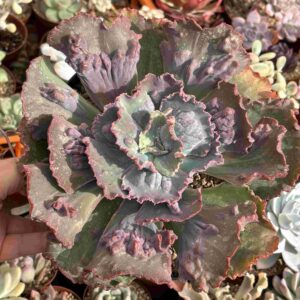 Echeveria Tingo Maria Variegada (carunculada)