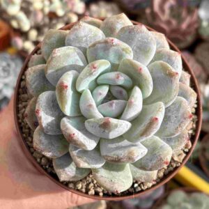 Echeveria Orange Monroe
