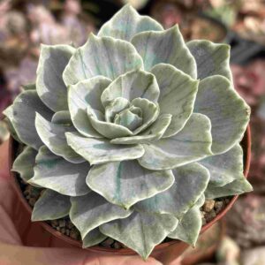 Echeveria Silver Queen Variegada