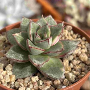 Echeveria Monocerotis Variegada