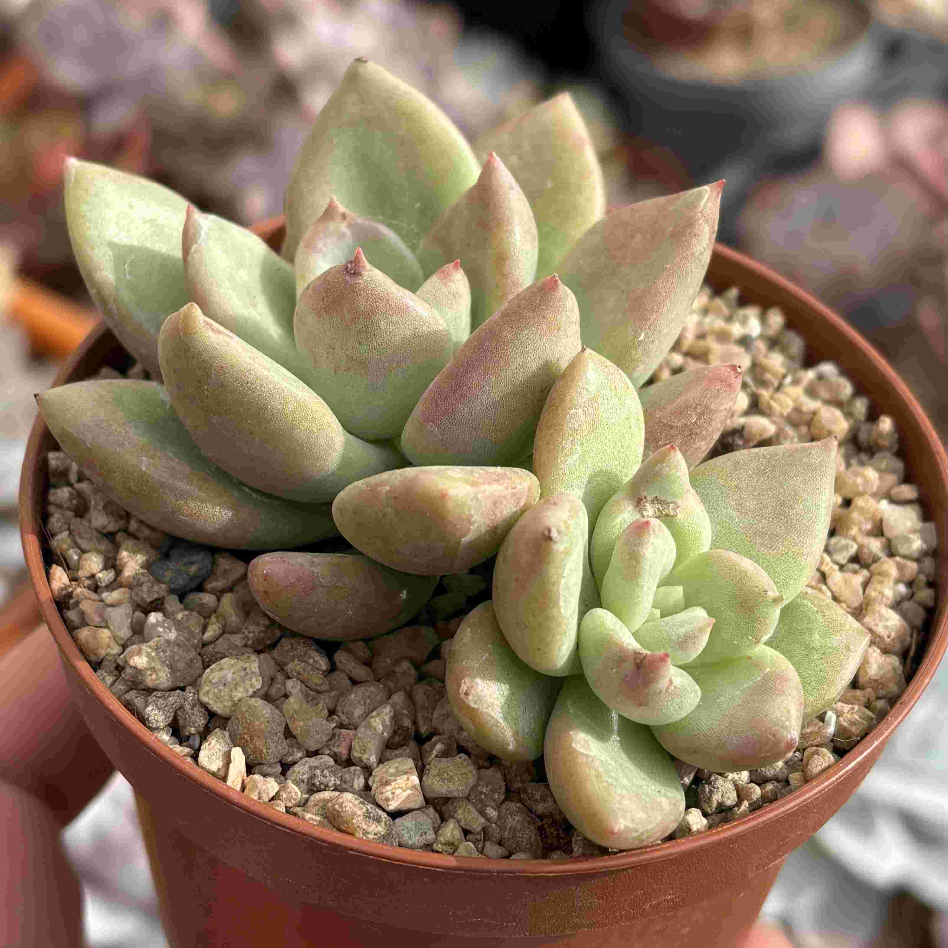 Echeveria Avocado Cream