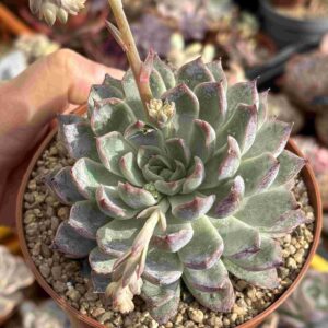 Echeveria Tamina