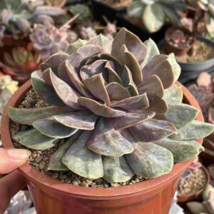 Echeveria Serena (XXL)