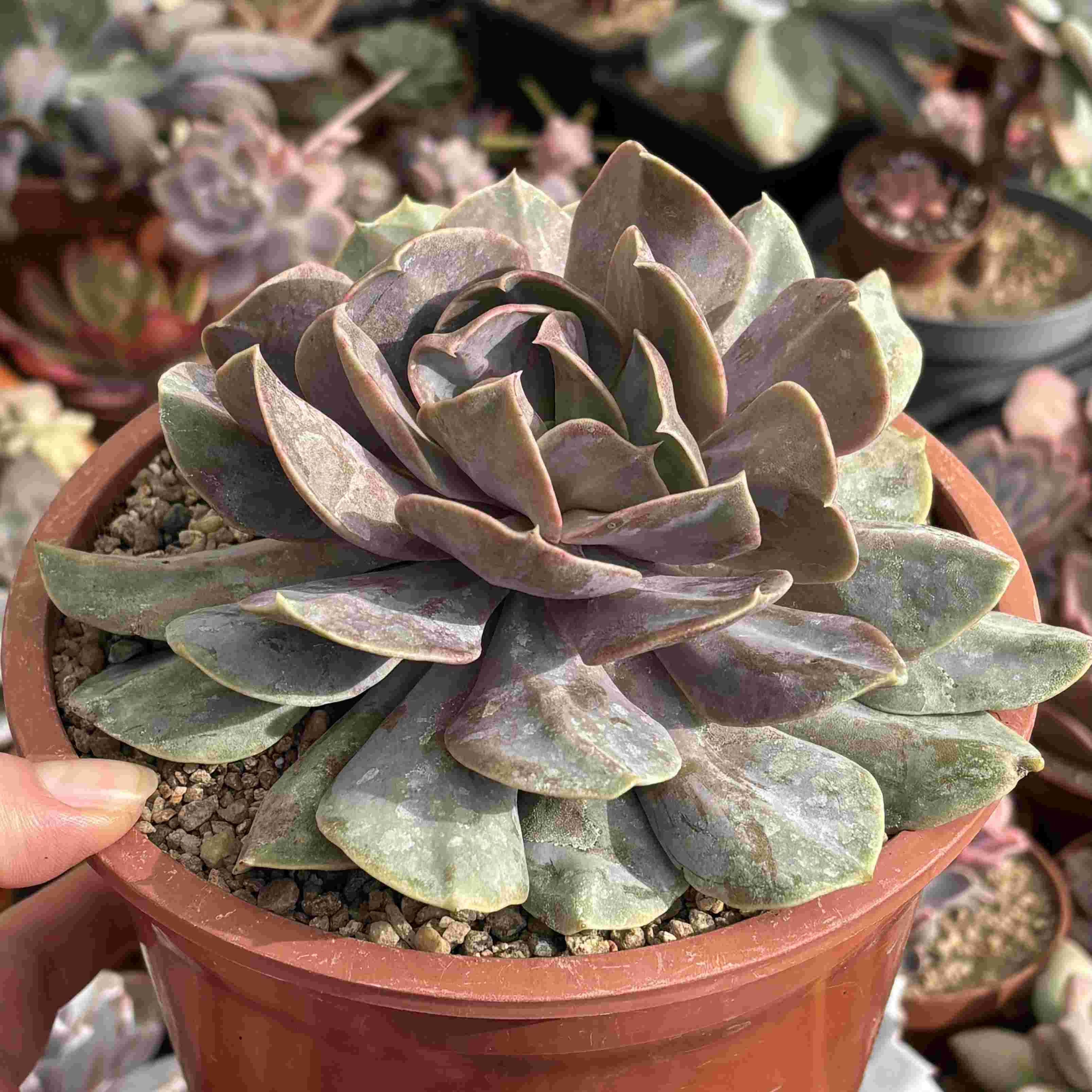 Echeveria Serena (XXL)