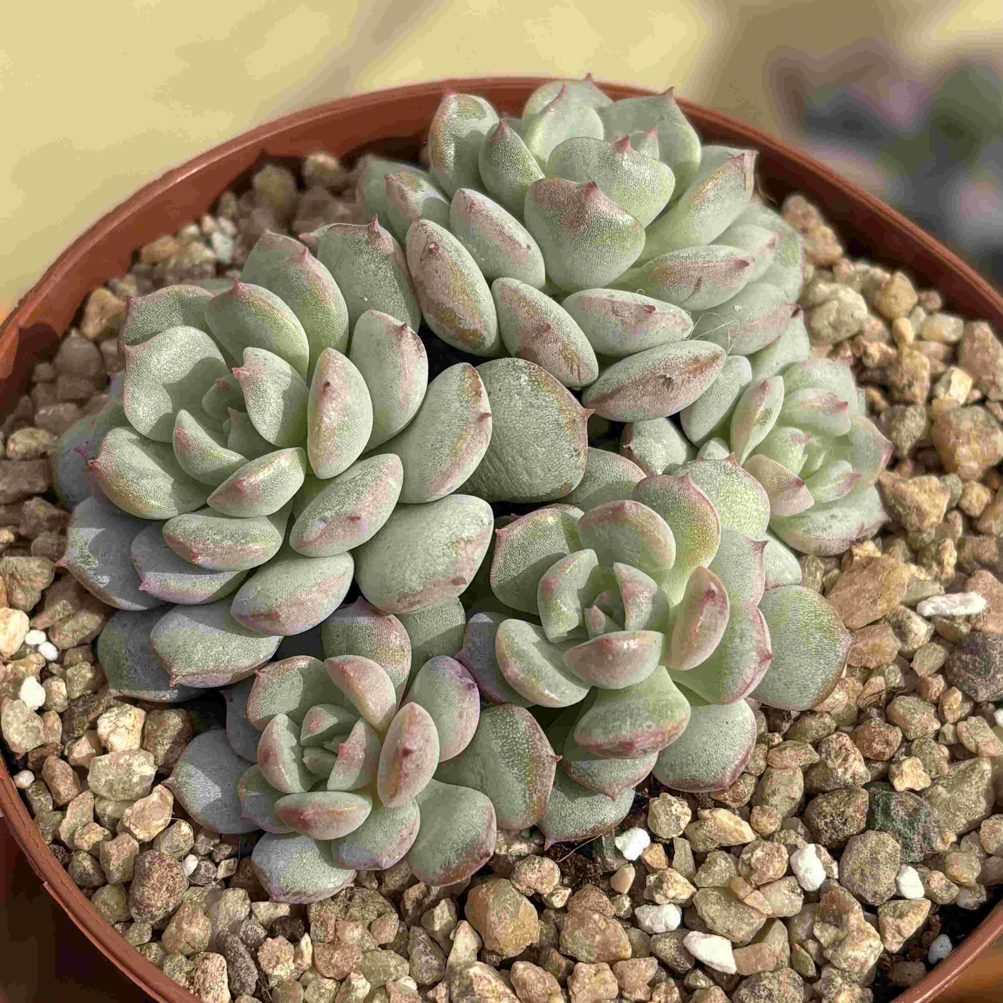 Colonia Echeveria Painted Laidy