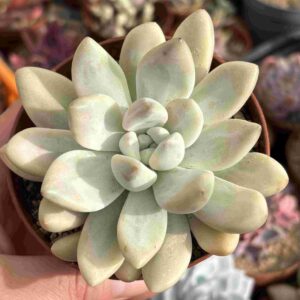 Graptoveria Opalina Variegada (raices nuevas)