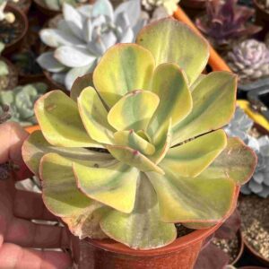 Echeveria Sunset Peony Variegada